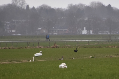 Zwanen in het land