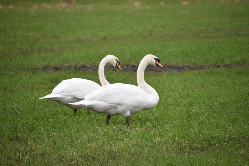 Zwanenpaar - Vogels - 