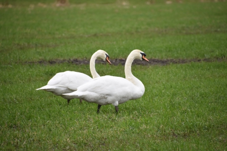 Zwanenpaar