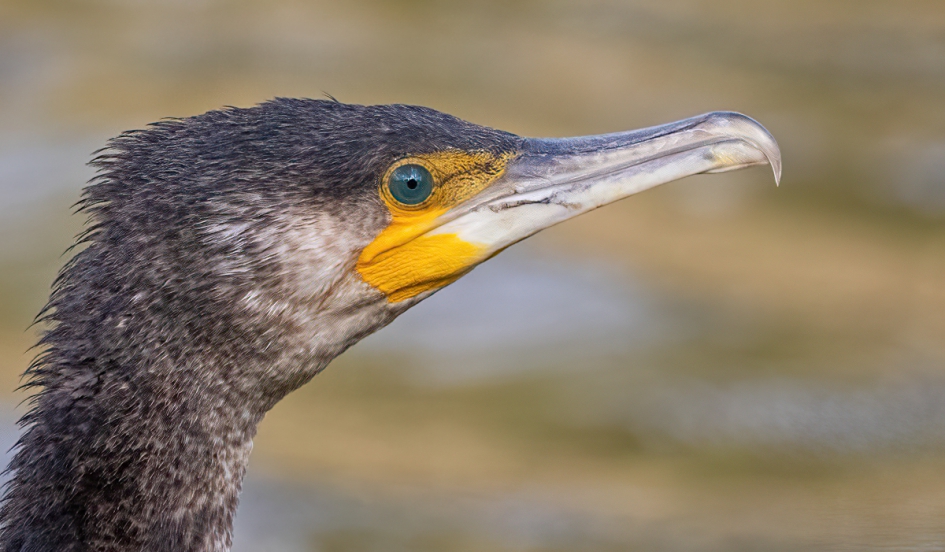 Aalscholver - Vogels - Aalscholver