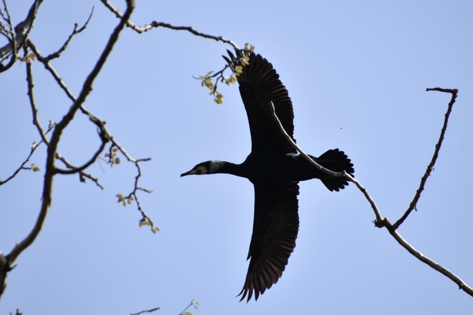 Aalscholver - Vogels - 