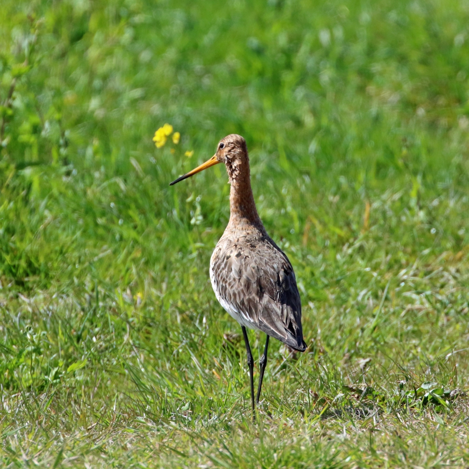 Aan de wandel - Vogels - Grutto