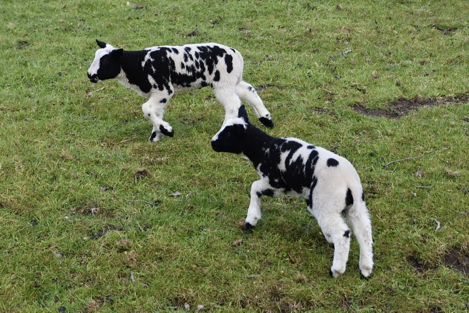 Aandoenlijk - Zoogdieren - 