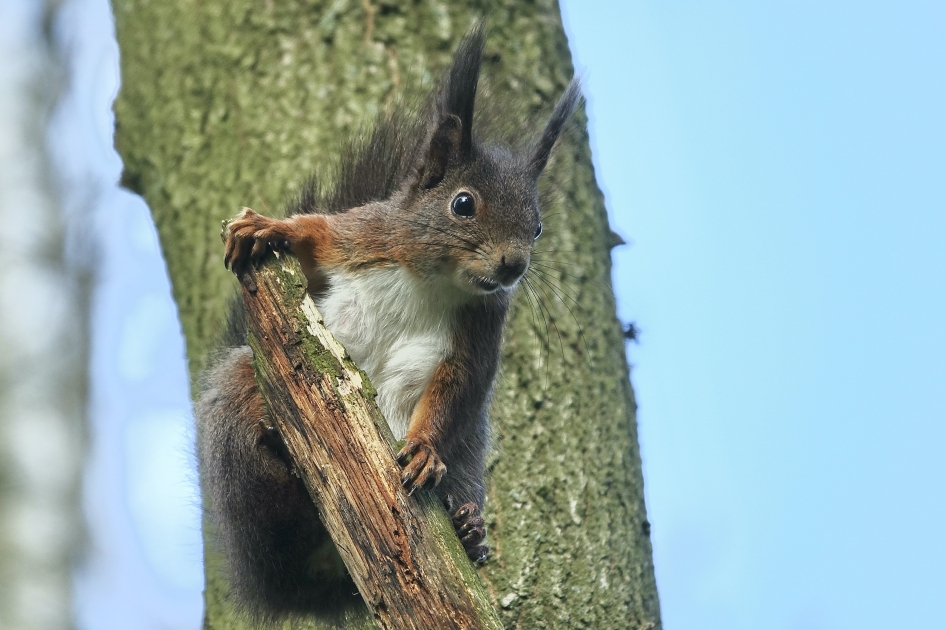 Alert - Zoogdieren - Eekhoorn