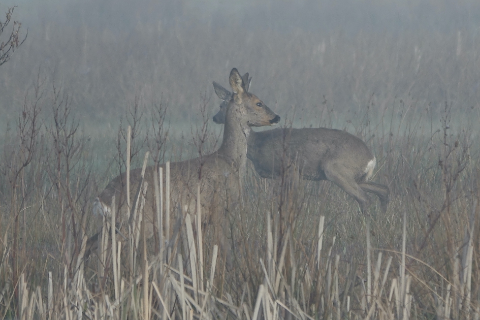 Alertheid in de ochtendnevel - Zoogdieren - Ree