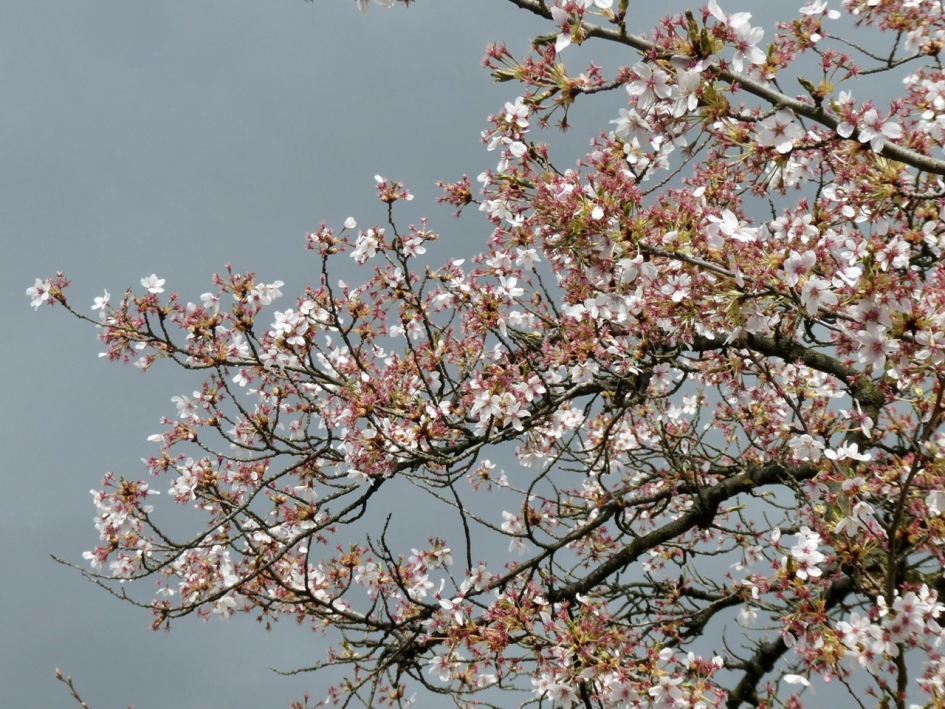 Alle bloesem waait van de boompjes - Planten - 