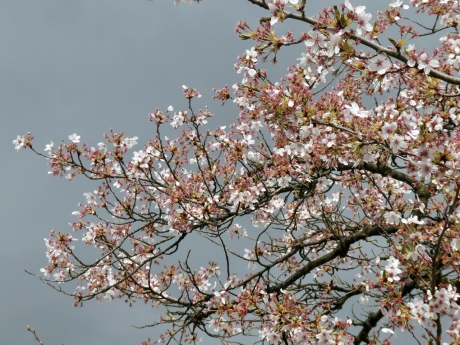 Alle bloesem waait van de boompjes