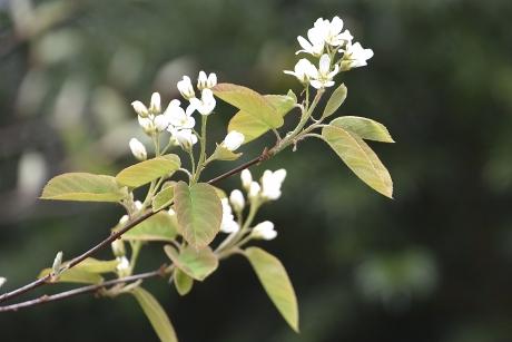 Amerikaans krentenboompje