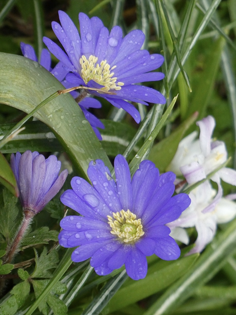 Anemonen - Planten - 