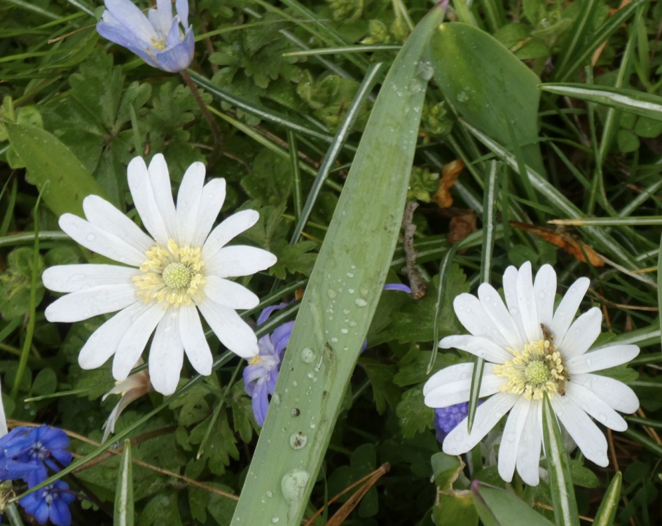 Anemonen - Planten - 