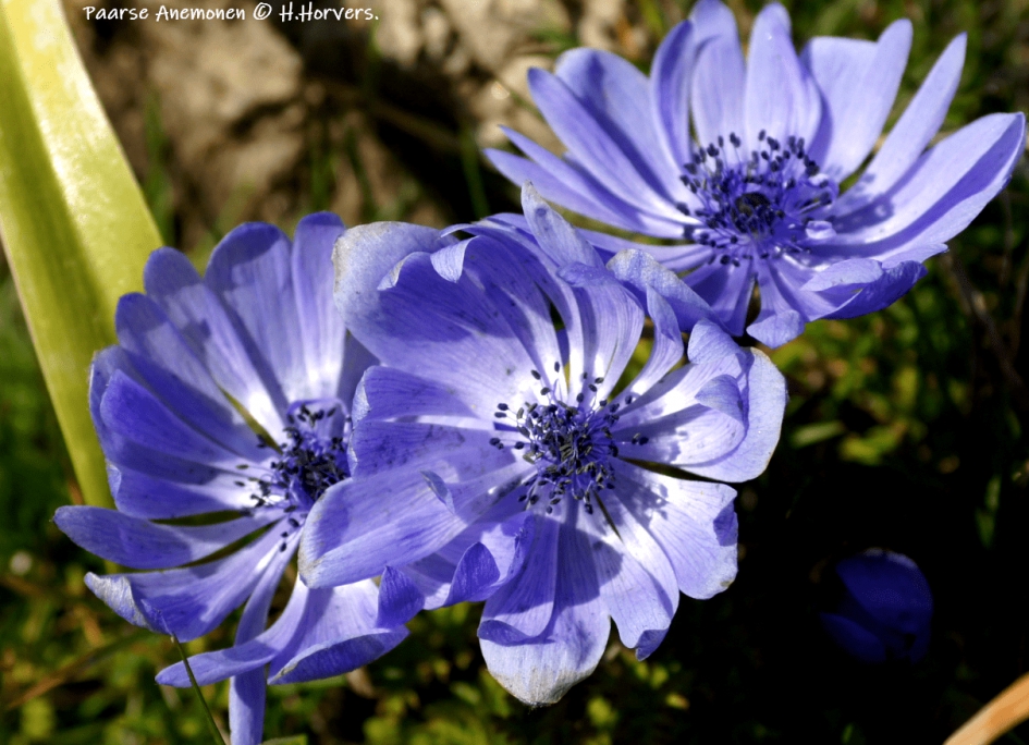 Anemonen - Planten - Anemonen