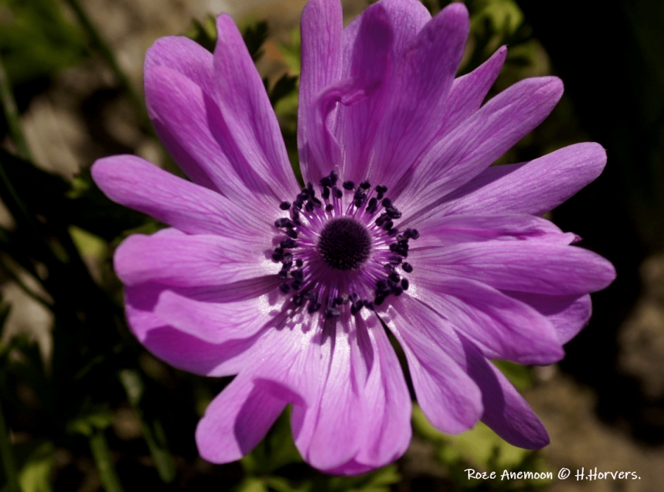 Anemoon - Planten - Anemoon