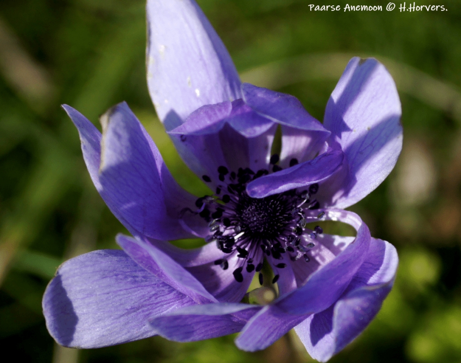 Anemoon - Planten - Anemoon