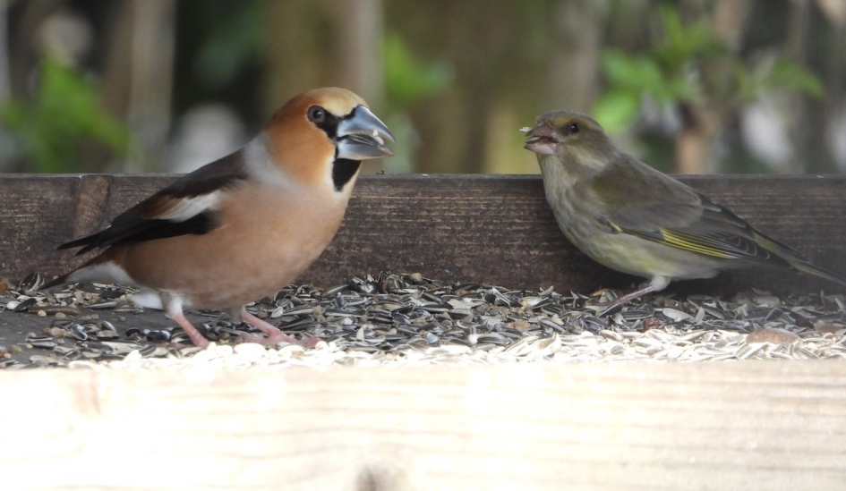 Appelvink - Vogels - Appelvink