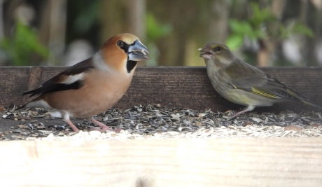 Appelvink