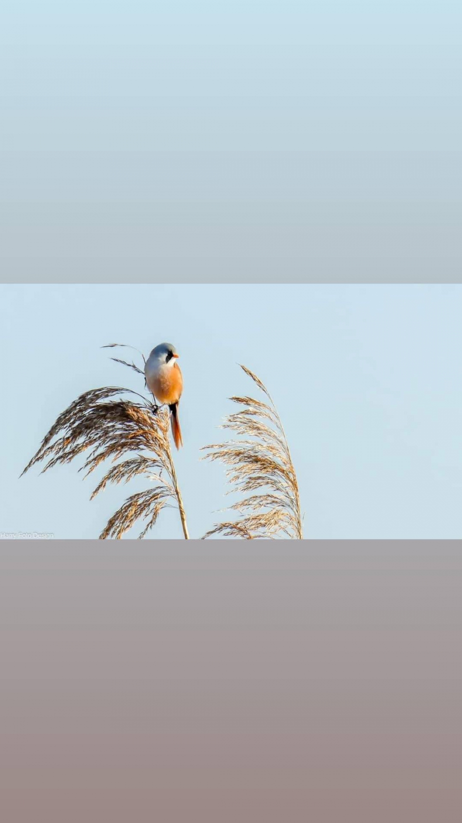 Baardman - Vogels - 