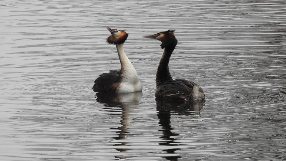 Baltsende Futen - Vogels - Fuut