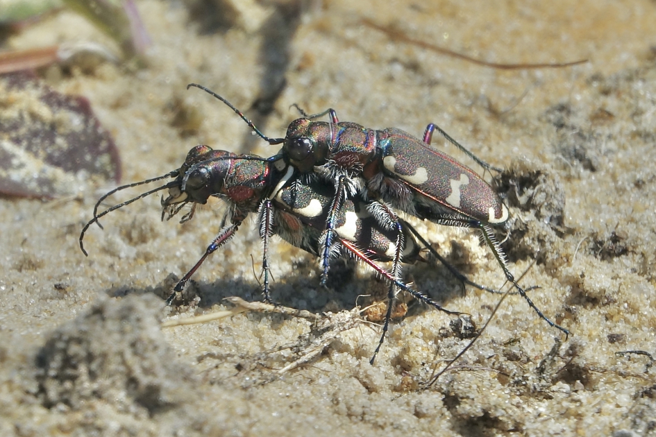 Basterdzandloopkever - Geleedpotigen - Basterdzandloopkever