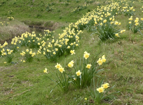 Berm met narcissen