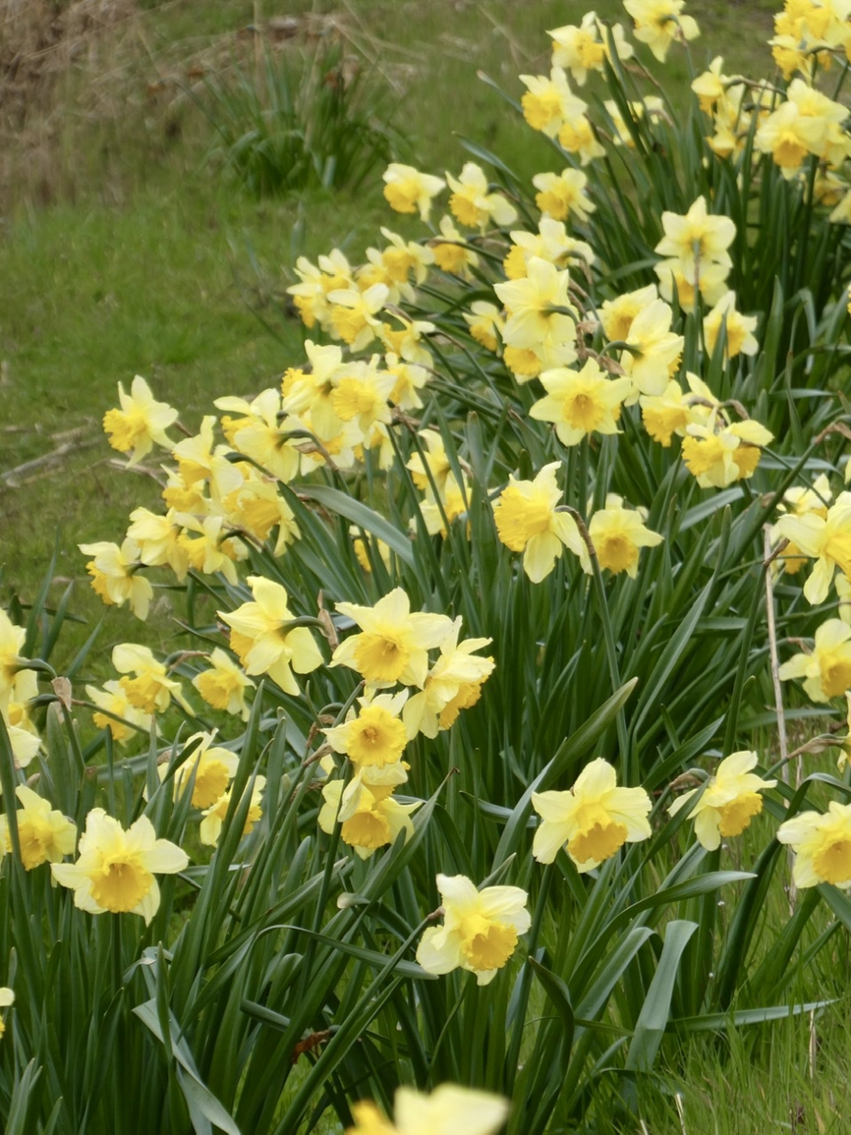 Berm narcissen - Planten - 