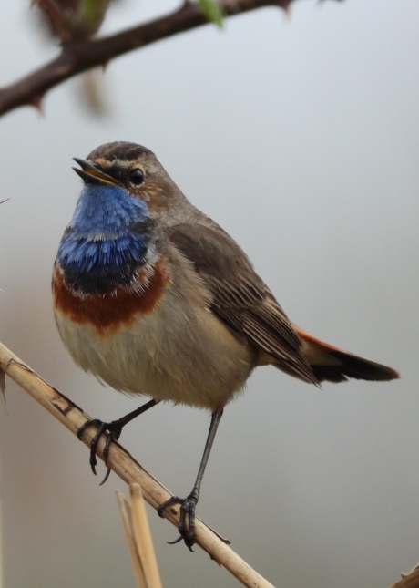 Blauwborst