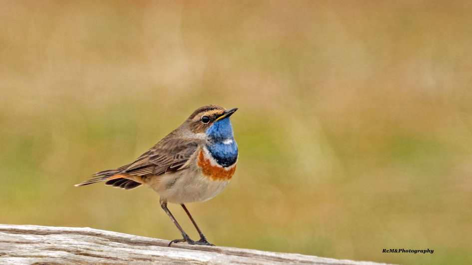 Blauwborst. - Vogels - Blauwborst.