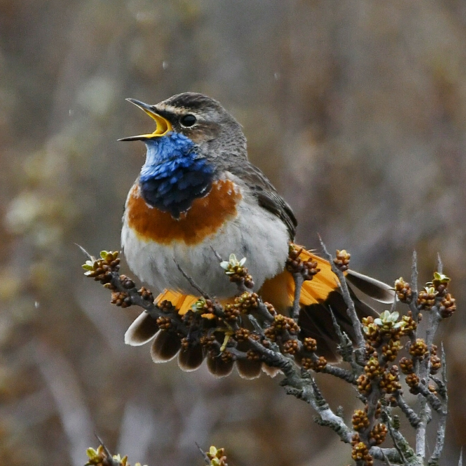 Blauwborst - Vogels - Blauwborst