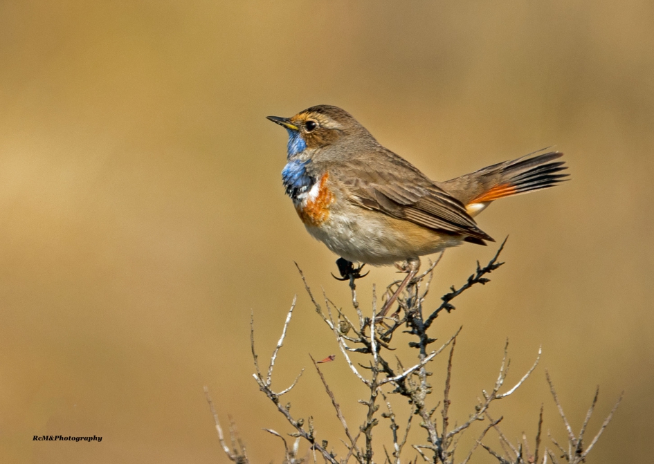 Blauwborst. - Vogels - Blauwborst.