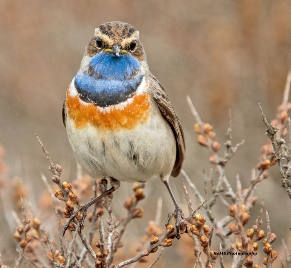 Blauwborst. - Vogels - Blauwborst.