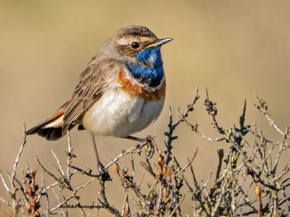 Blauwborst. - Vogels - Blauwborst.