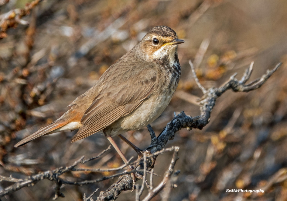 Blauwborst. - Vogels - Blauwborst.