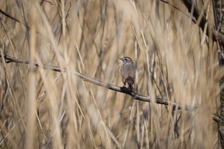 Blauwborst in de Botshol