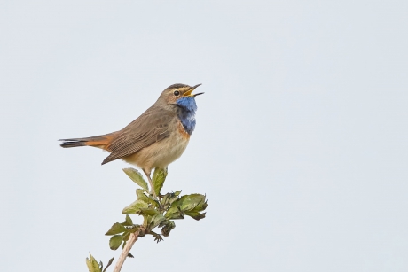 blauwborst zoekt het hogerop