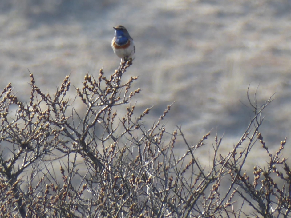 Het blauwborstje - Vogels - Blauwborst