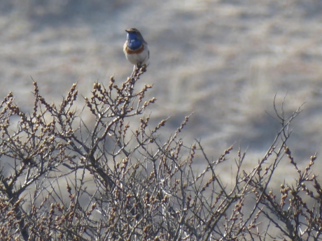 Het blauwborstje