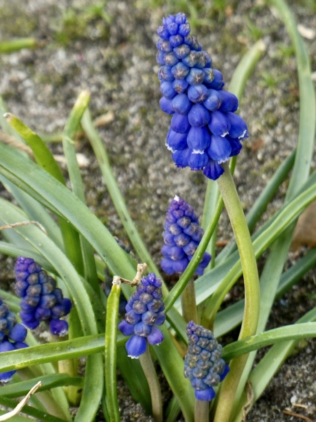 Blauwe druifjes