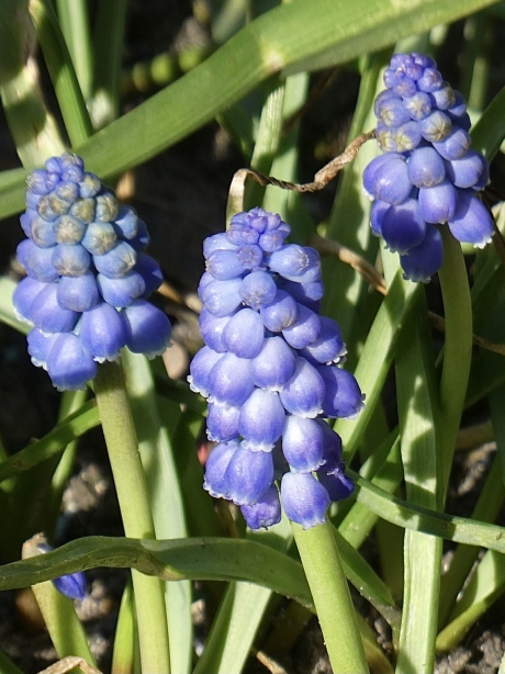 Blauwe druifjes