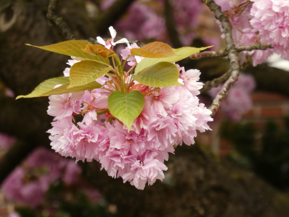 Bloesem en blad - Planten - 