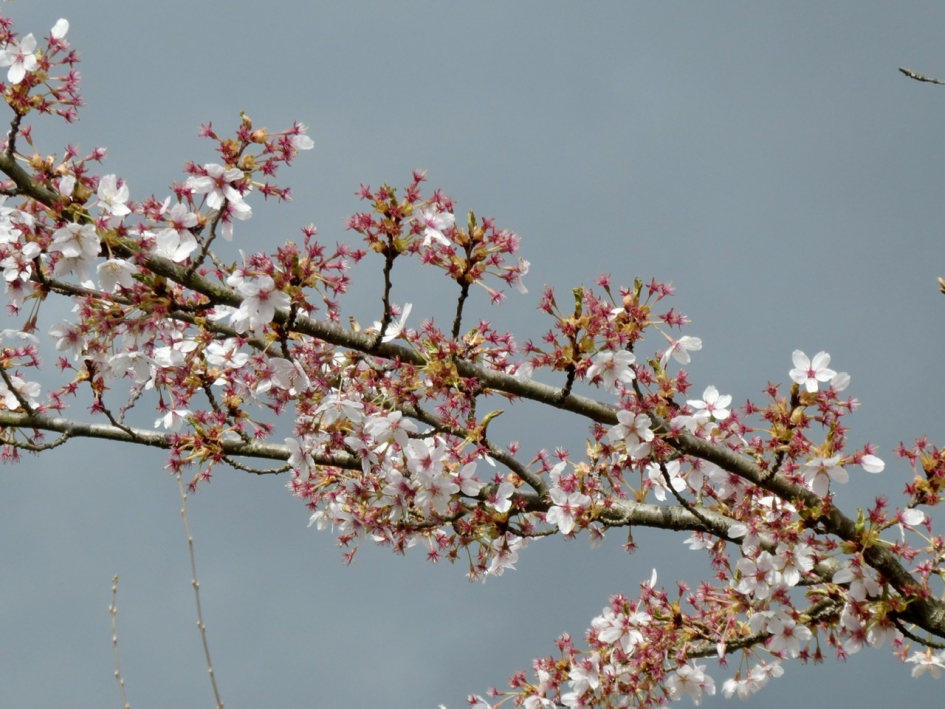 Bloesemblaadjes liggen overal op de grond - Planten - 