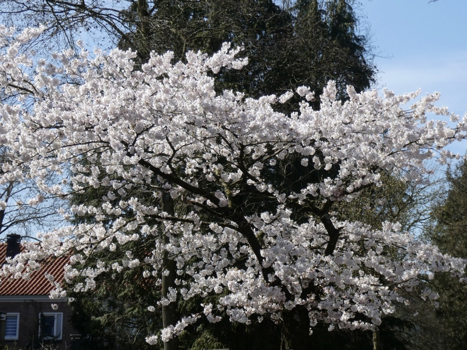 Bloesemboompje - Planten - 