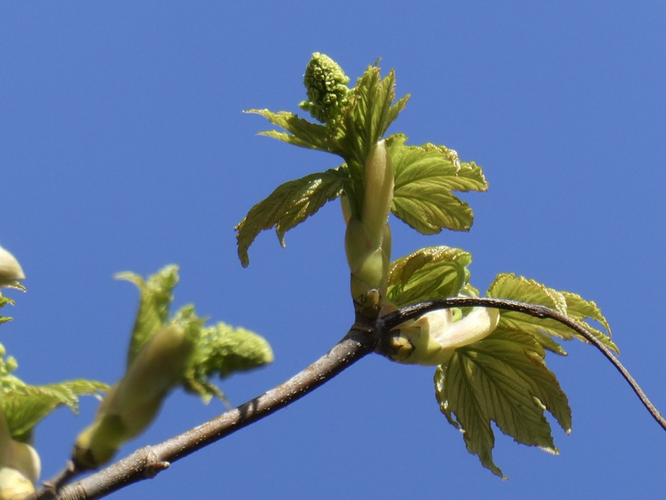 Bomen lopen uit - Planten - 
