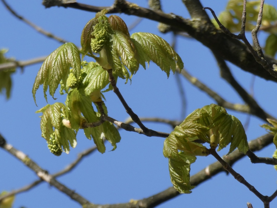 Bomen lopen uit - Planten - 