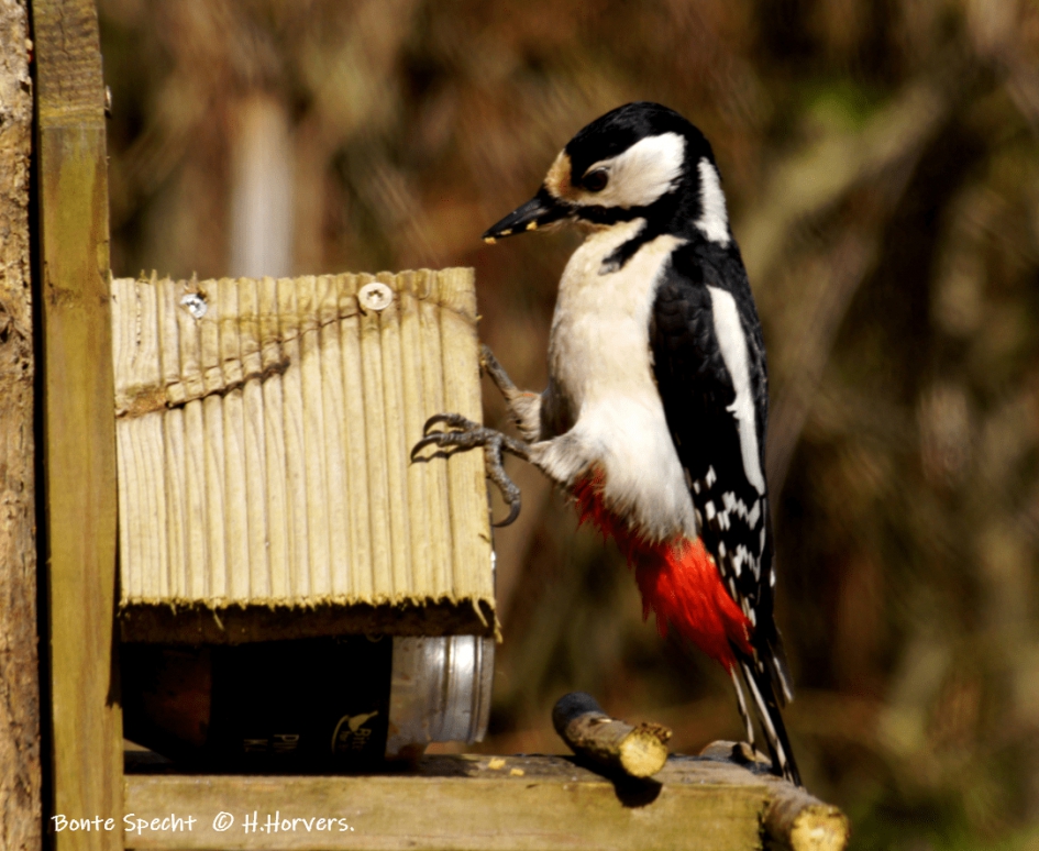 Bonte Specht - vrouwtje. - Vogels - Bonte Specht