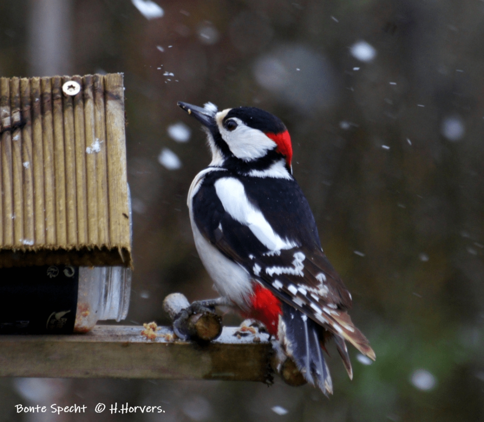 Bonte Specht -mannetje. - Vogels - Bonte Specht