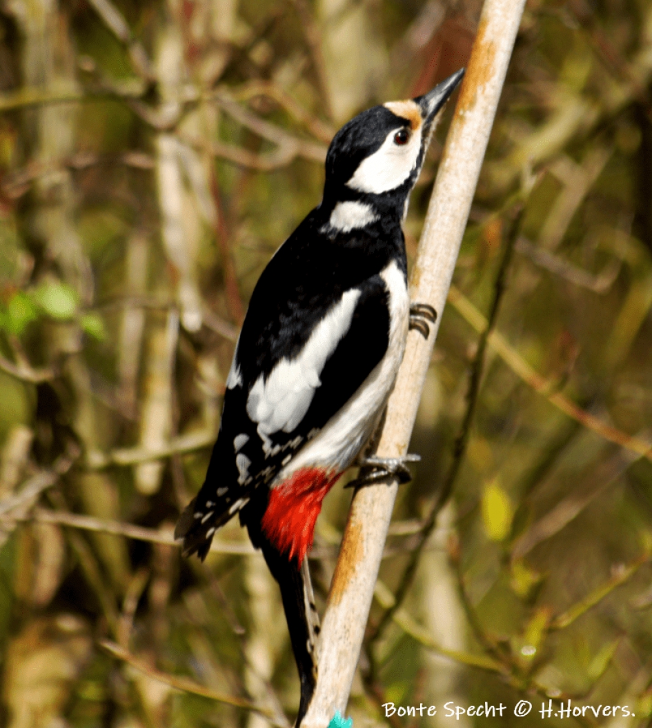Bonte Specht - Vogels - Bonte Specht