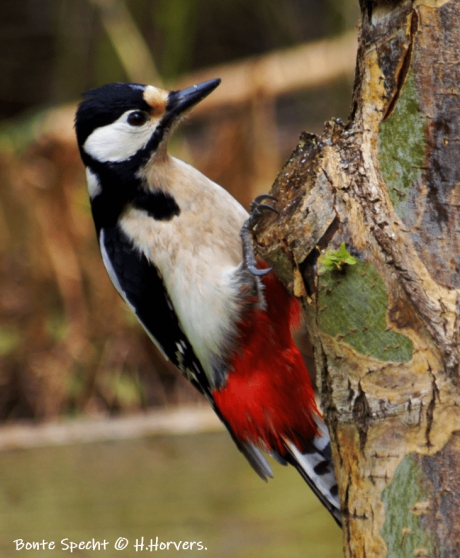 Bonte Specht