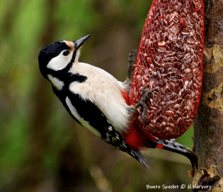 Bonte Specht
