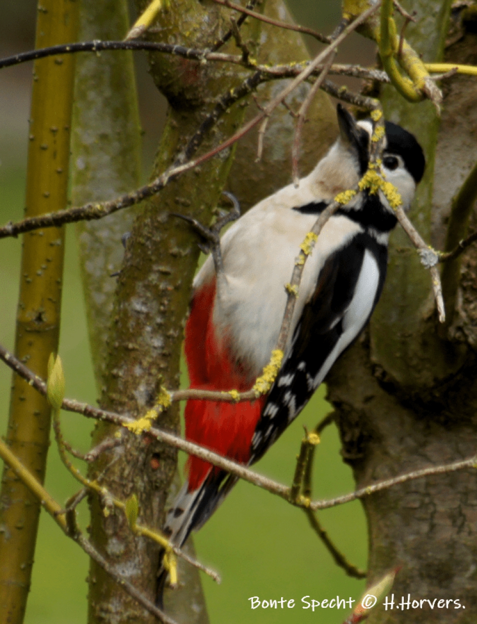 Bonte Specht - Vogels - Bonte Specht