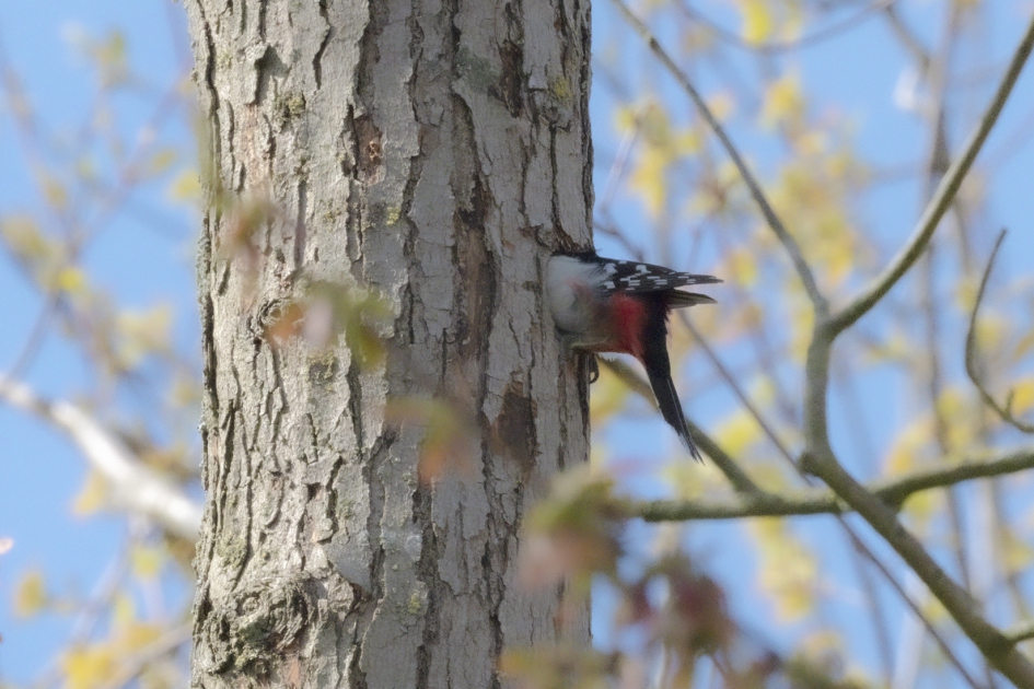 Bonte specht in zijn holletje - Vogels - Bonte specht