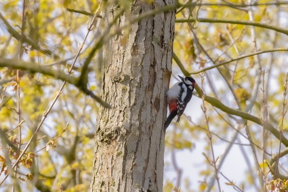 Bonte Specht ingetrokken in stadspark - Vogels - Bonte Specht